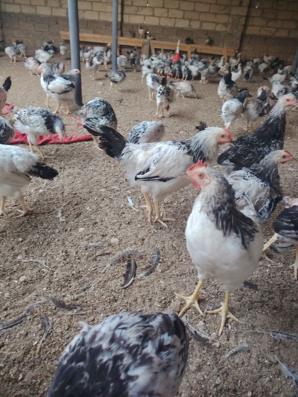 Kənd toyuğu Toyuq Bütöv — Qida məhsulları, Digah (5)