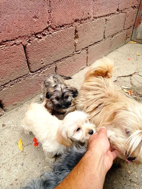 Bolonka, 4 ay, Erkək, Sənədli, Ünvandan götürmə — Digah
