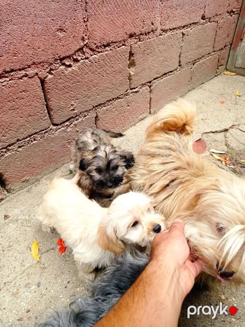 Bolonka, 4 ay, Erkək, Sənədli, Ünvandan götürmə — Digah