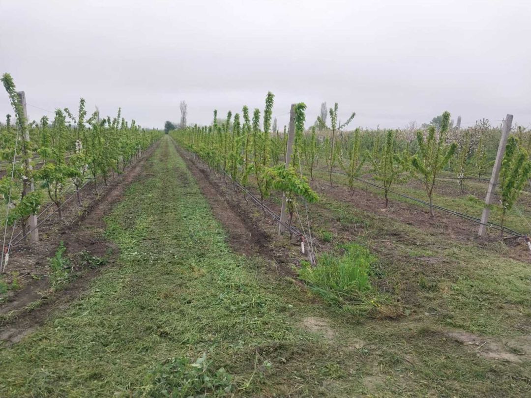 220 sot torpaq sahəsi, Ağyazı kəndi — Torpaq, Xaçmaz (3)