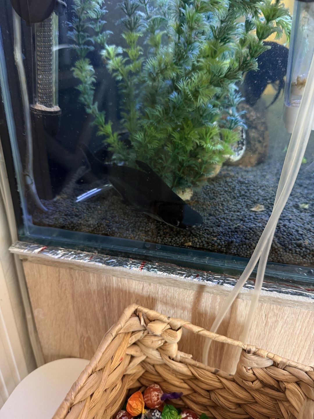 Akvarium — Akvariumlar və balıqlar, Bakı (4)