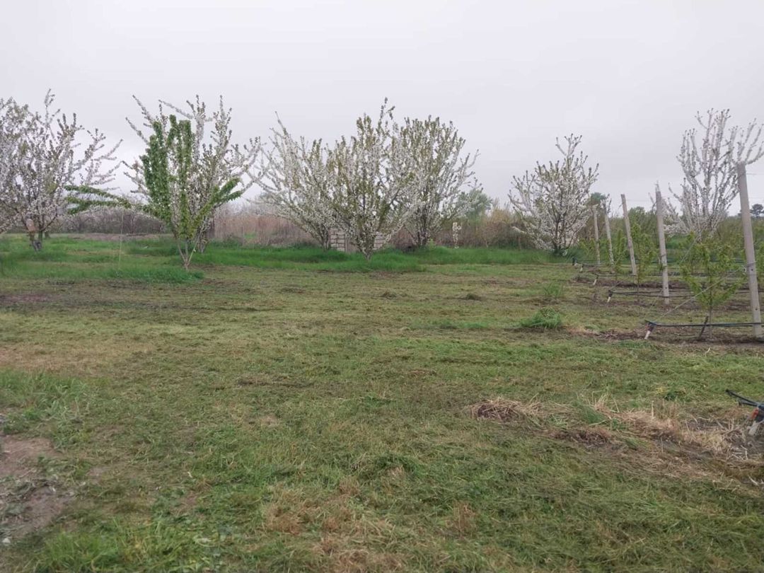 220 sot torpaq sahəsi, Ağyazı kəndi — Torpaq, Xaçmaz (6)