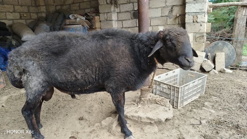 Qara rəngli qoç – yerli ətlik-yunlu istiqamət - Cins/Tip: Yerli ətlik — Heyvanlar, Quba (2)