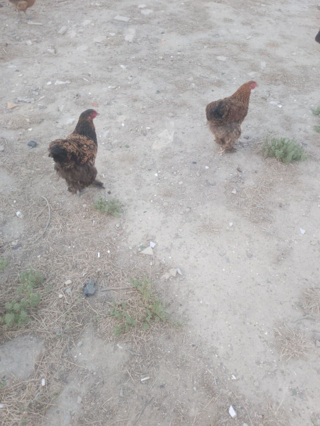Salam. Bramo toyoqlarıdı. Sağlam və baxımlı heyvanlardır. 1 yaşları — Quşlar, Bakı (5)