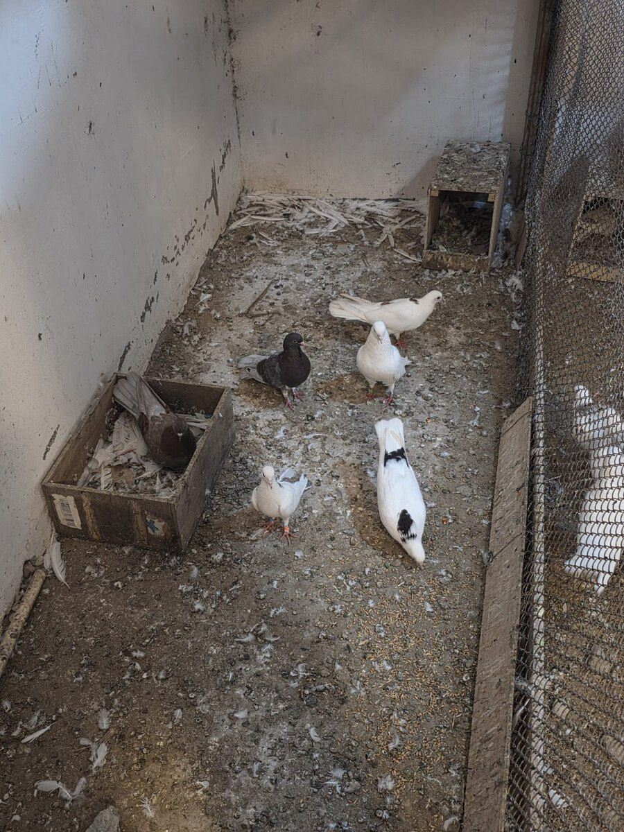 Göyərçinlər — Quşlar, Bakı (9)