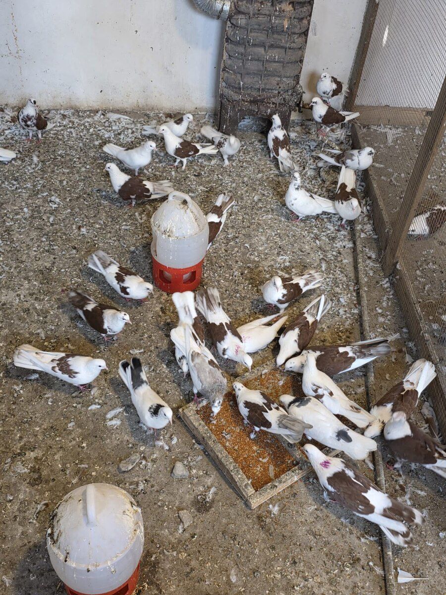 Göyərçinlər — Quşlar, Bakı (2)