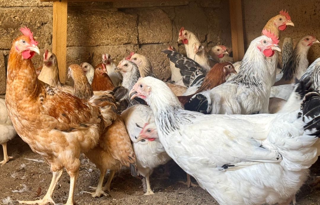 Toyuqlar, Xoruzlar, Kənd Çolpaları, Cücələr — Quşlar, Bakı (5)