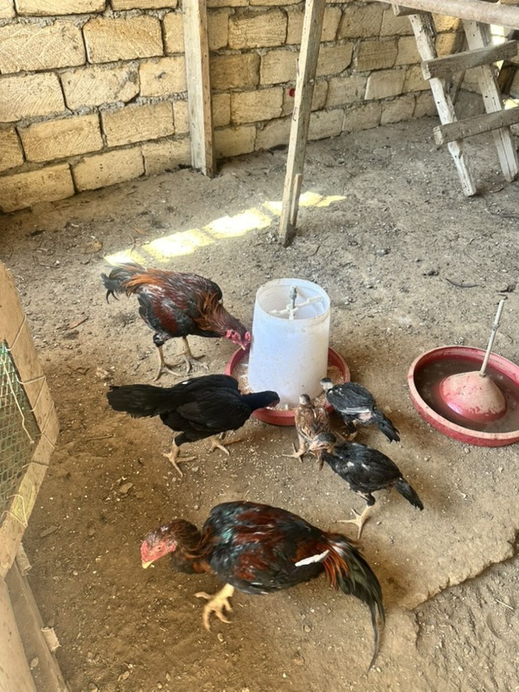 Salam heyratı xoruz fərsi 3balası satlır barterdə var — Heyvanlar, Mehdiabad (3)