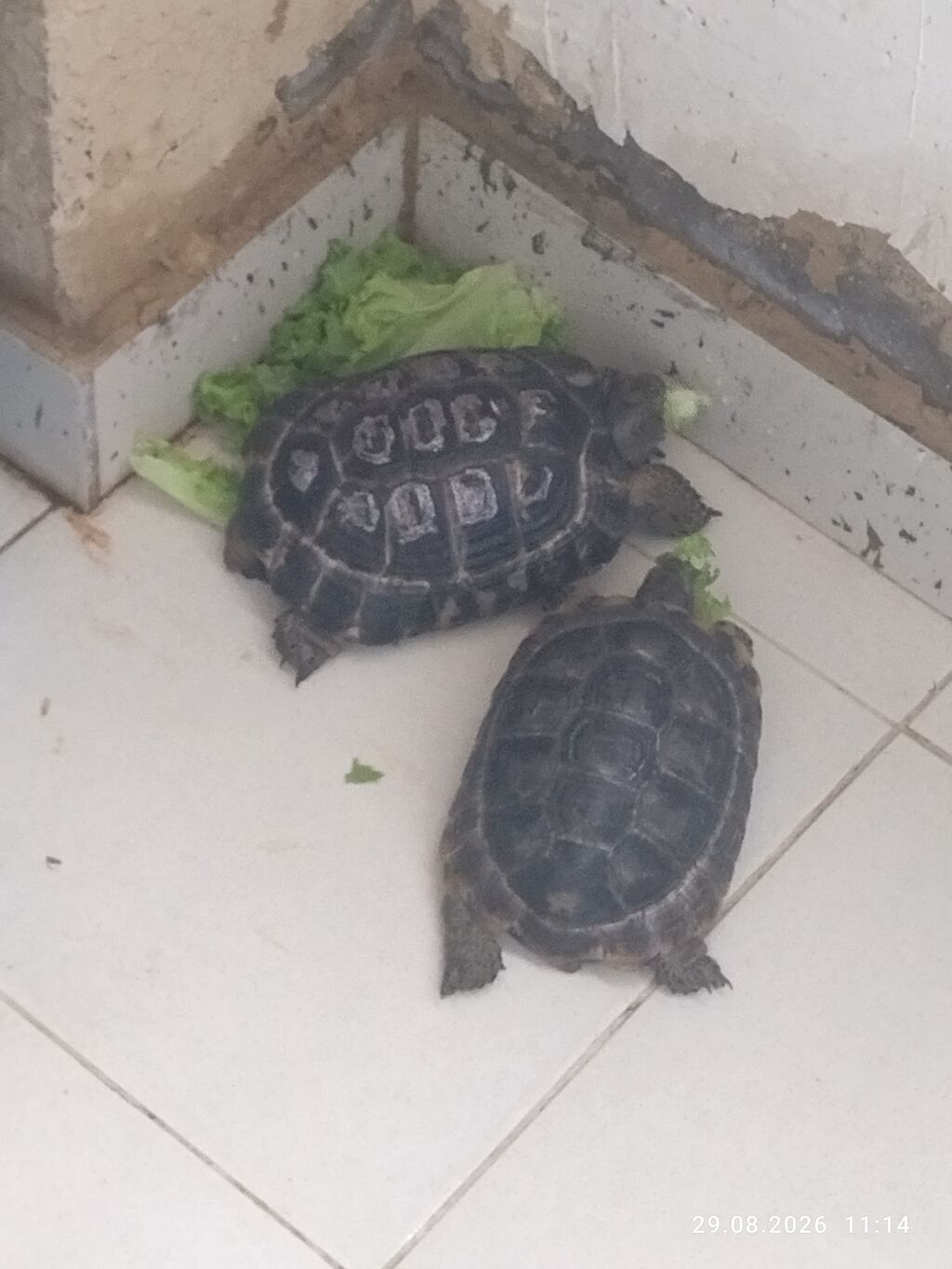 Torpaq Tısbağaları Satılır Birinin Altı Düzdü Birinin Altı Çuxurludu — Digər heyvanlar, Qobu (2)