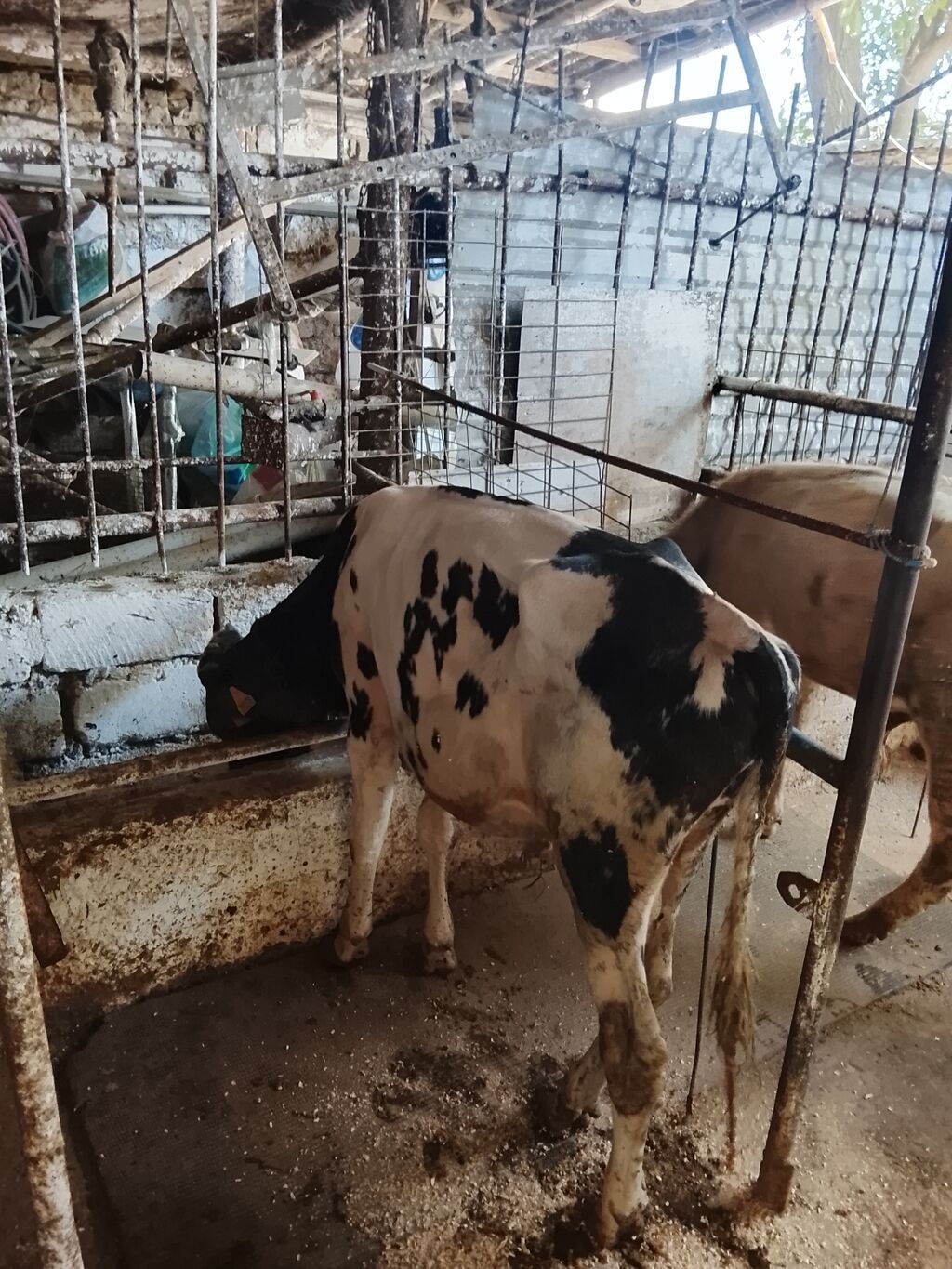 Satılır: 4bas erkek dana — Heyvanlar, Bakı (2)