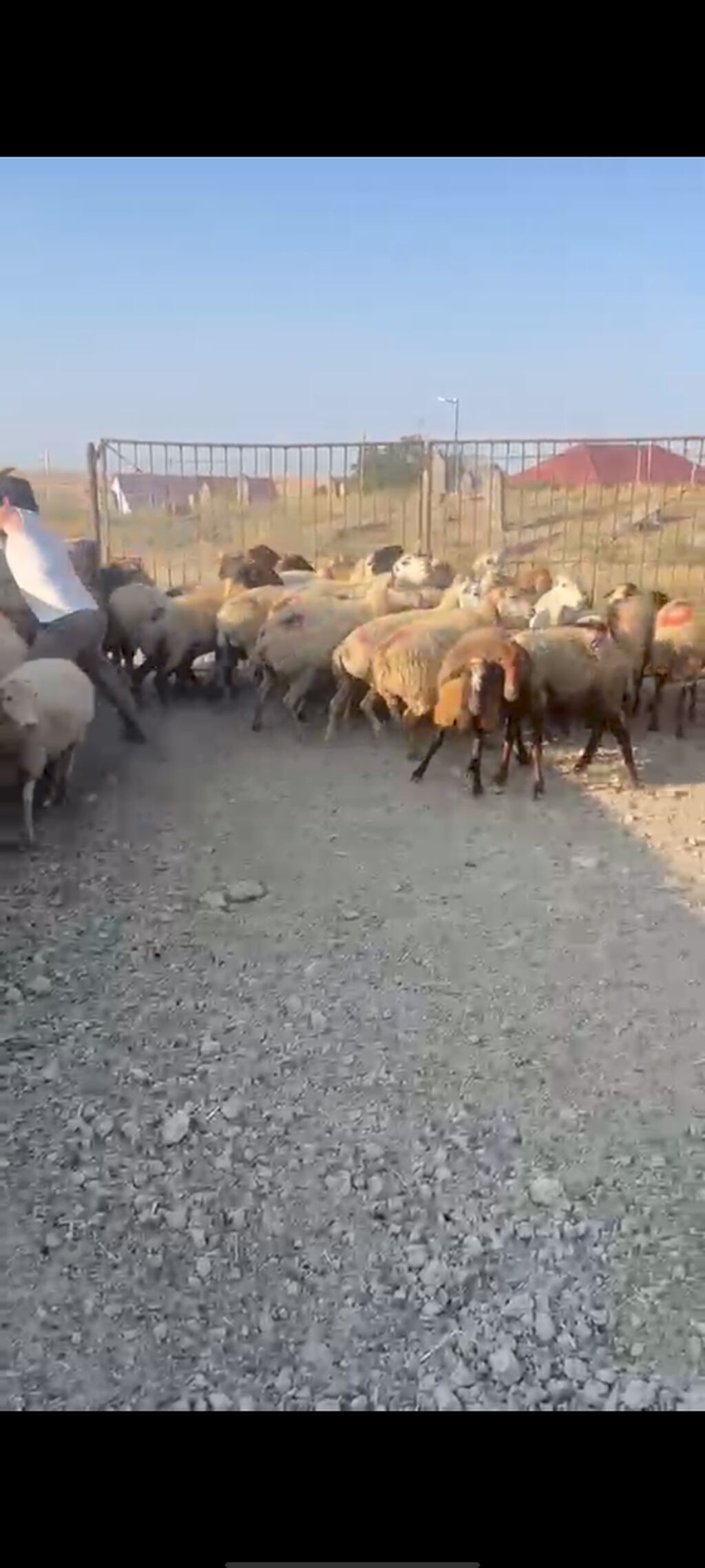 30 Eded qoyundu 1 Eded qoç 15 ededi birinci qarinidi 15 ededi ise — Digər heyvanlar, Şamaxı (3)