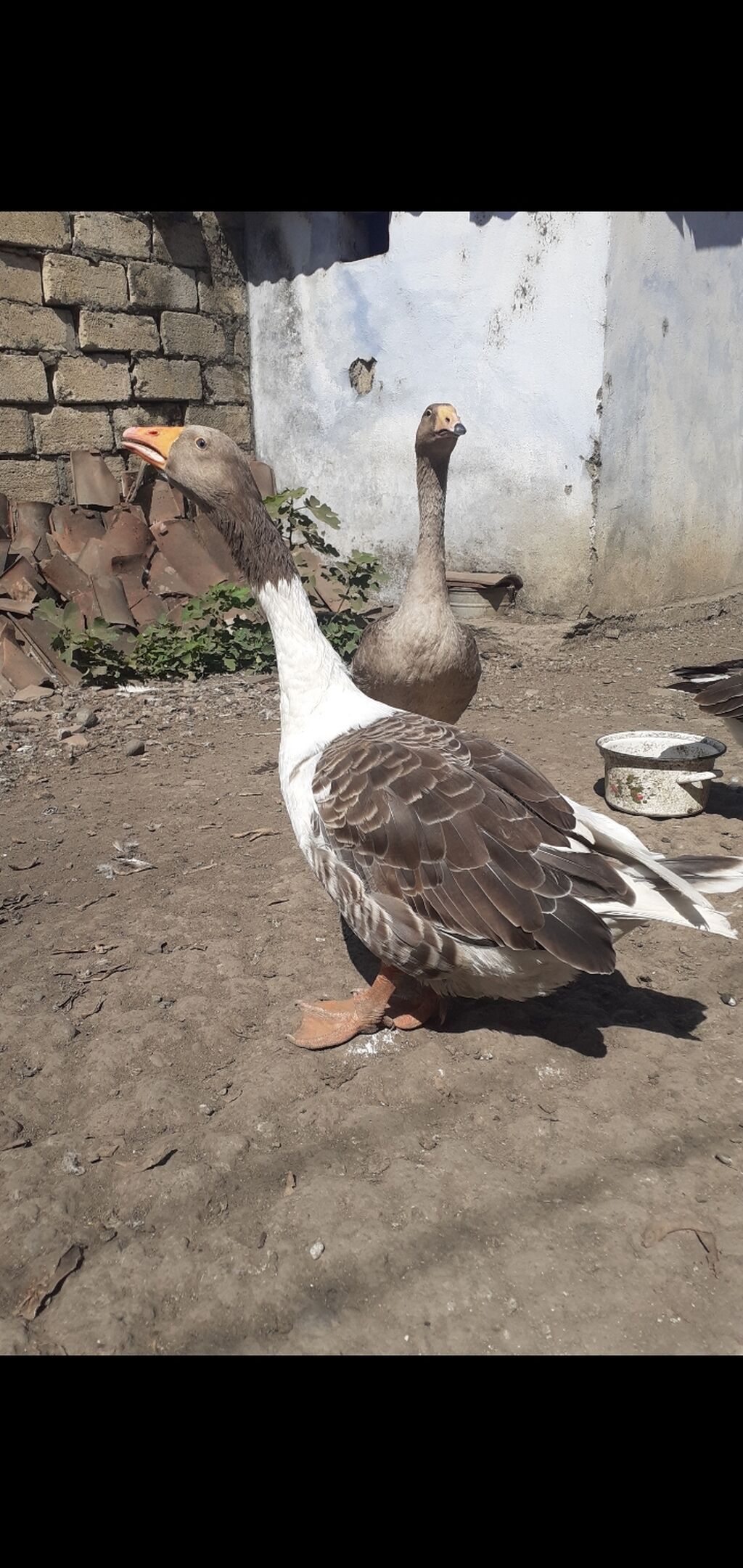 2 ədəd Tula döyüş qazları erkəy və dişi.2 ədəd ana qaz biri ala çox — Heyvanlar, Masallı (8)