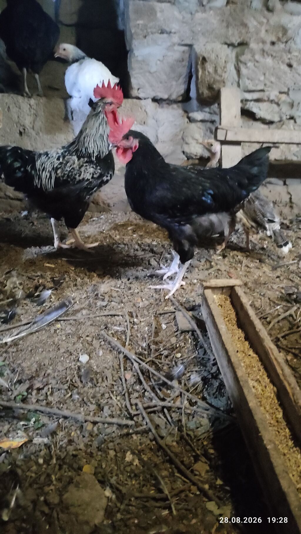 Alti ayliq saglam xoruzdar diri çekileri iki klo yarim — Heyvanlar, Digah (2)