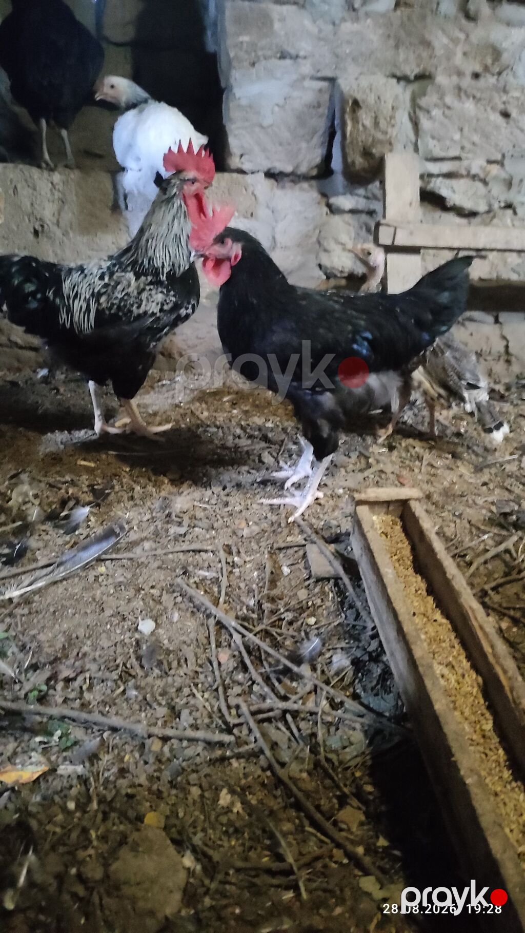 Məhsul: Qara-ağ ləkəli rənglərdə kənd xoruzları Təsvir: - Sağlam, iri — Toyuq və xoruz, Digah (3)