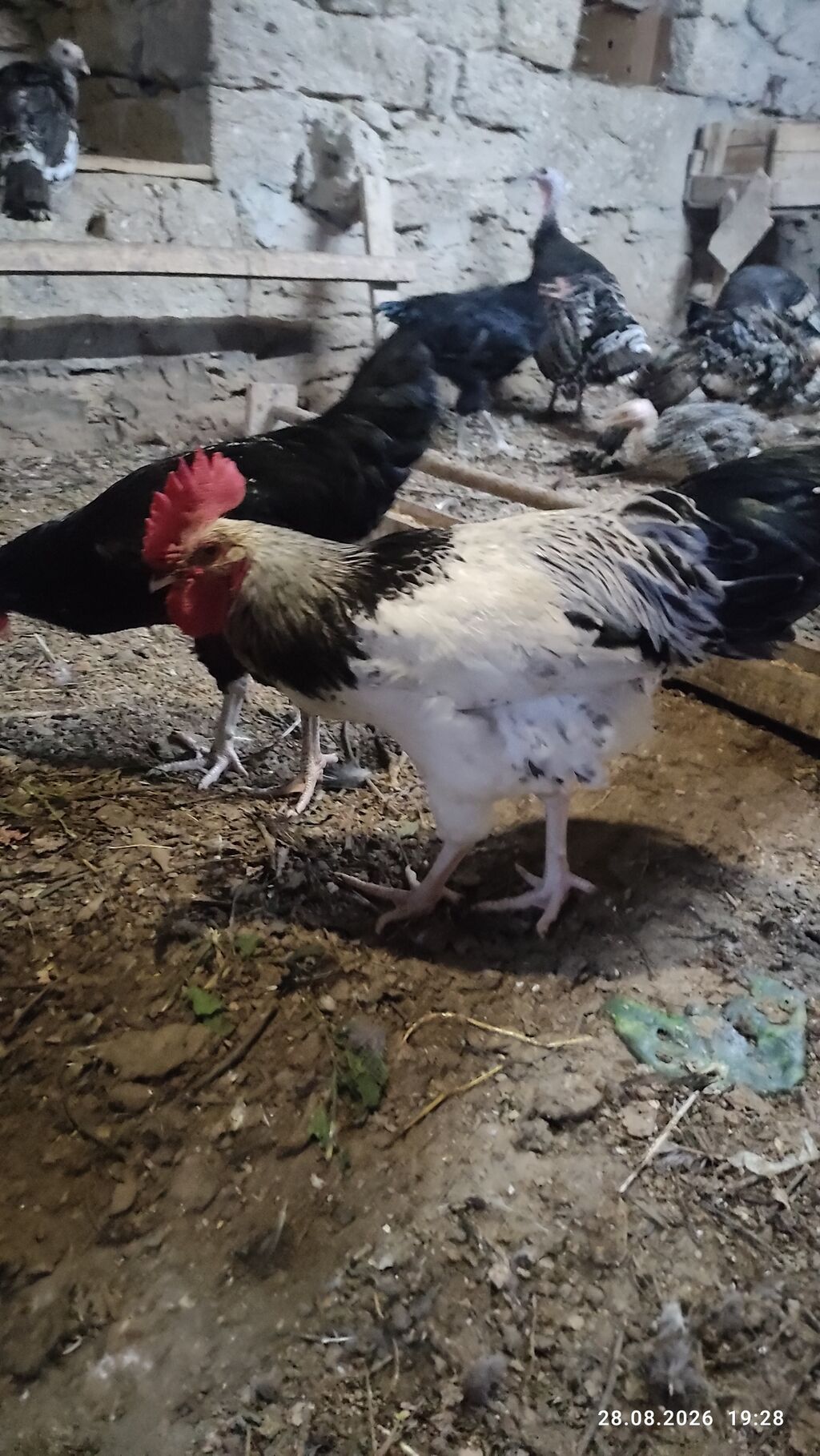 Alti ayliq saglam xoruzdar diri çekileri iki klo yarim — Heyvanlar, Digah (5)