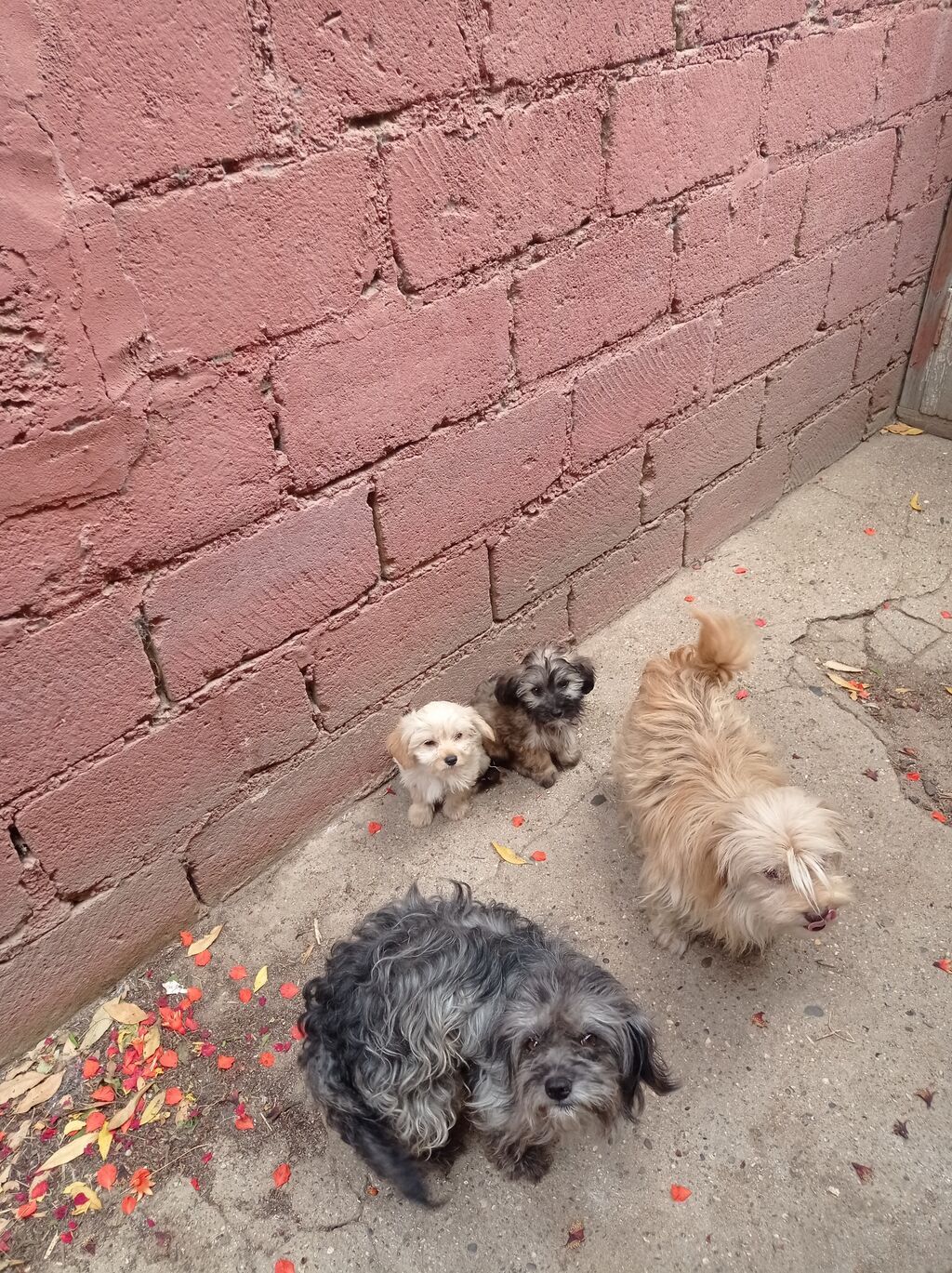Bolonka, 4 ay, Erkək, Sənədli, Ünvandan götürmə — Heyvanlar, Digah (4)