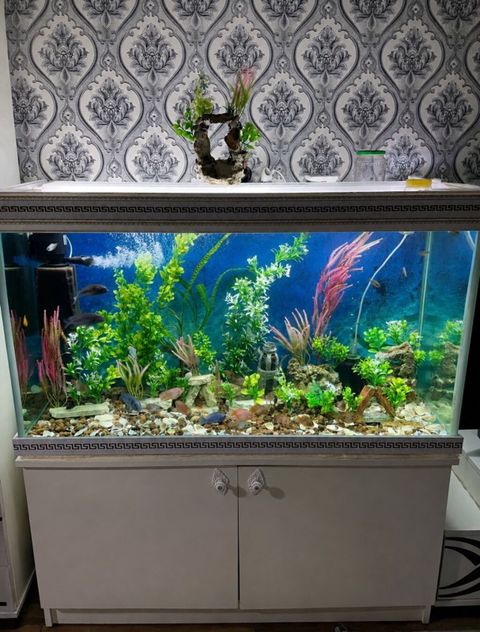 Dördbucaq akvarium, Balıqlarla birlikdə, 351 l, Ünvandan götürmə — Bakı