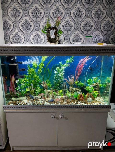 Dördbucaq akvarium, Balıqlarla birlikdə, 351 l, Ünvandan götürmə — Bakı