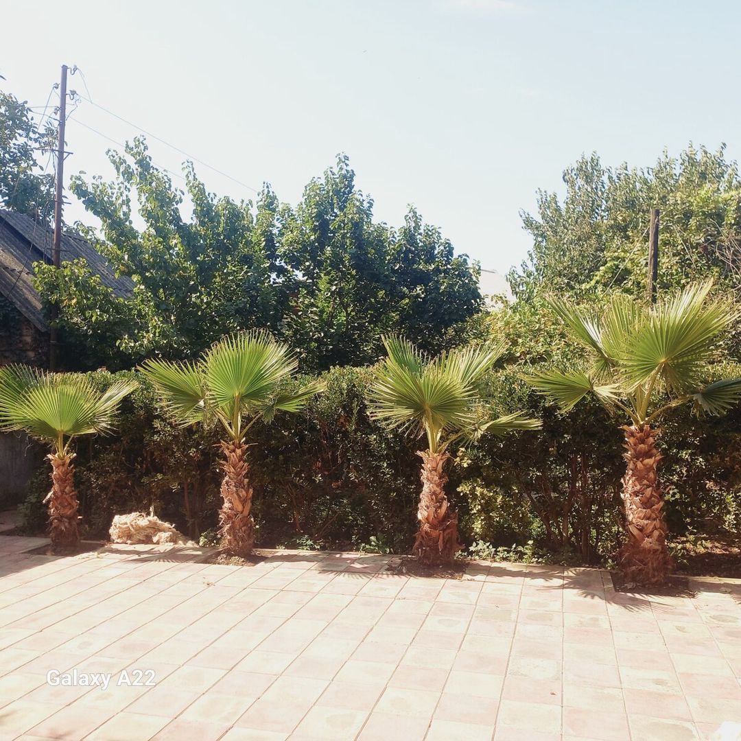 Palma ağacı — Bitkilər, Masallı (2)