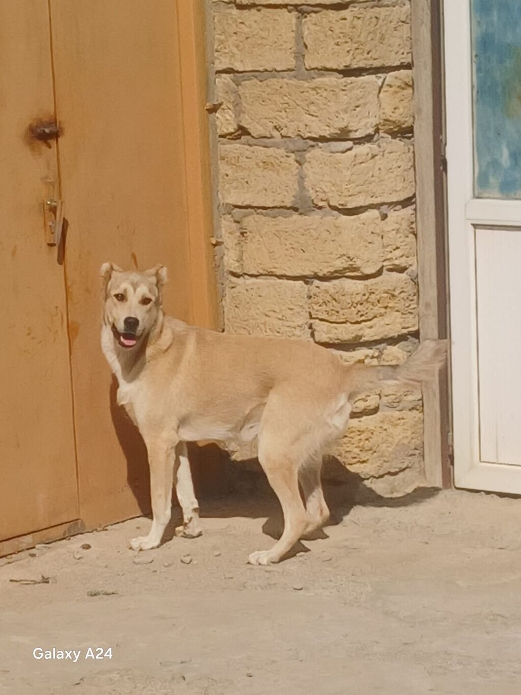 Peyvəndli — Heyvanlar, Xırdalan (10)