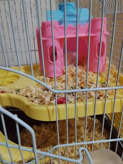Salam Hamster satilir Qefes, 1 aylig apilkasi yemeyiynen bbir yerde 5 — Digah