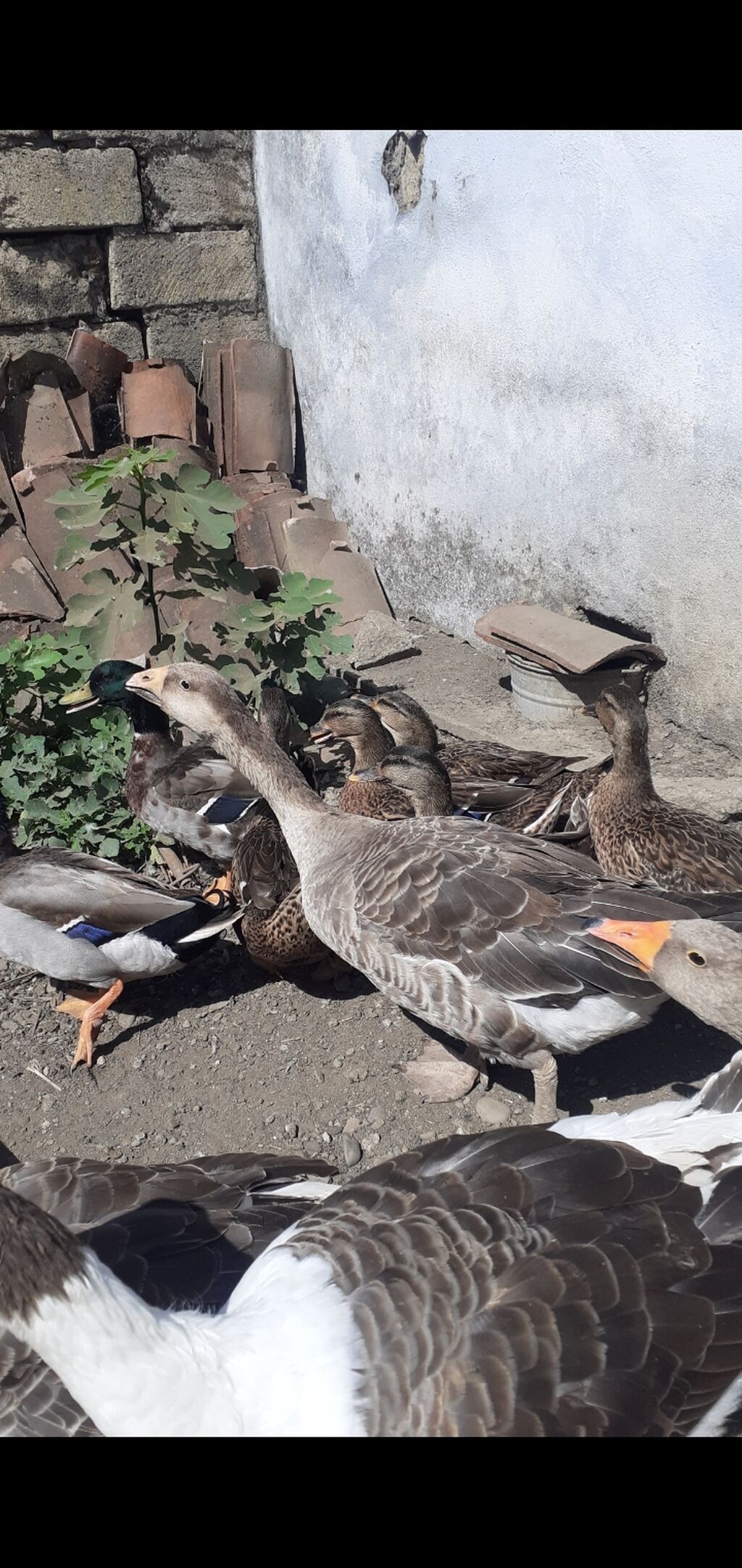 2 ədəd Tula döyüş qazları erkəy və dişi.2 ədəd ana qaz biri ala çox — Heyvanlar, Masallı (9)