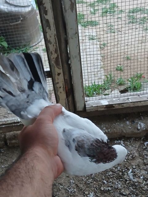 Əbreş boynu güllü ərkeydi tutulmadı sol qanadnın altında zilonkası var — Digah