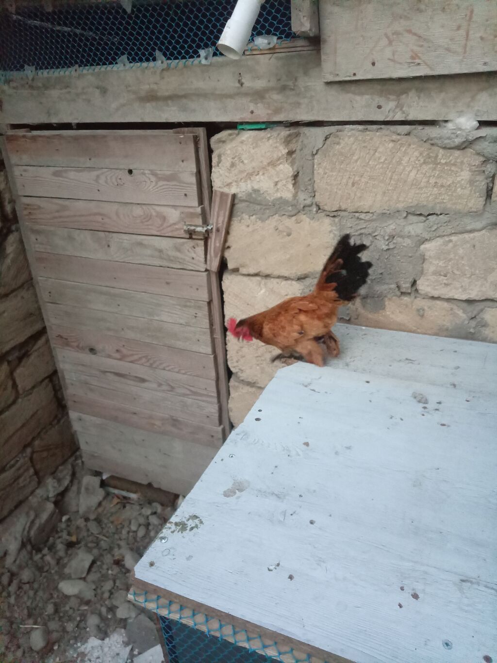Toyuq, Damazlıq — Heyvanlar, Sumqayıt (4)