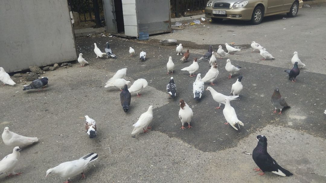Göyərçinlər — Quşlar, Bakı (2)
