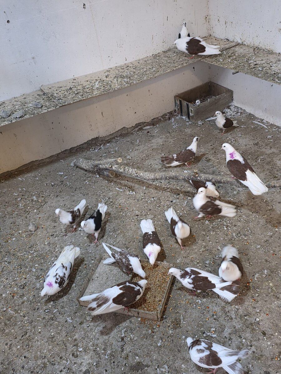 Göyərçinlər — Quşlar, Bakı (8)