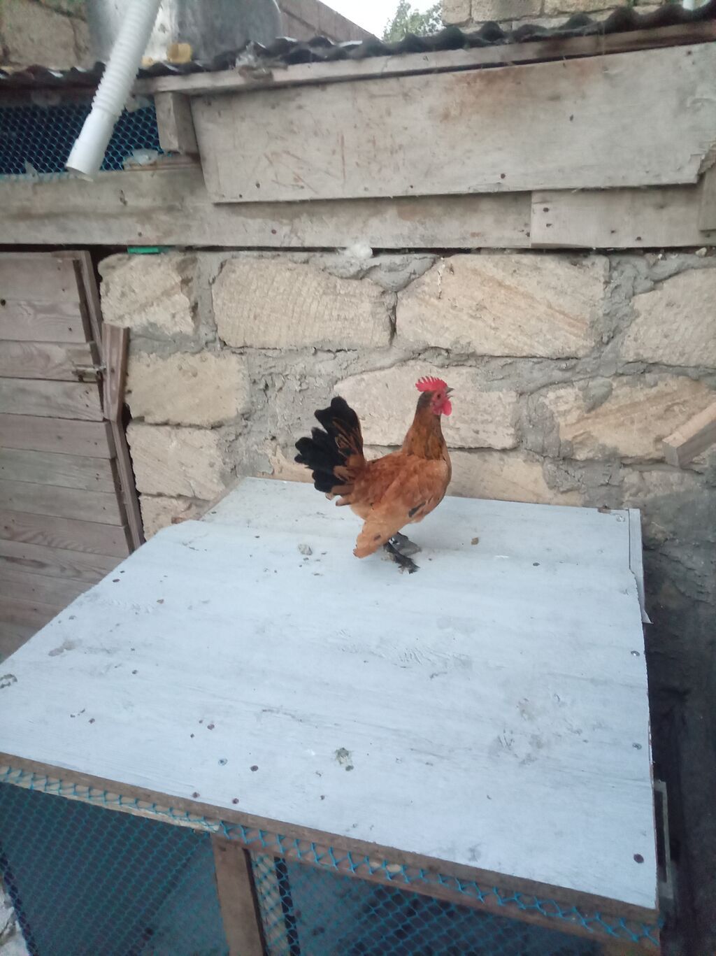 Toyuq, Damazlıq — Heyvanlar, Sumqayıt (3)