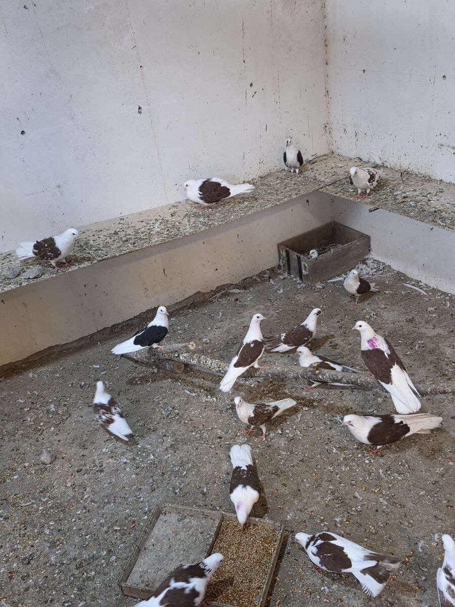 Göyərçinlər — Quşlar, Bakı (3)