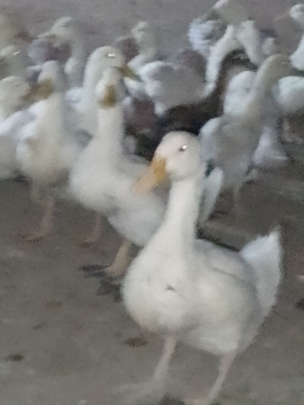 Ağ ördək sürüsü - Cins: ağ ev ördəyi (Pekin tipli) - Rəng: tam ağ — Heyvanlar, Şirvan