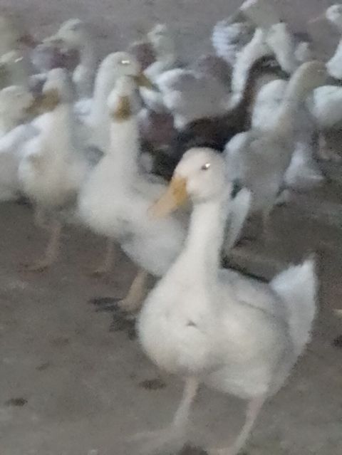Ağ ördək sürüsü - Cins: ağ ev ördəyi (Pekin tipli) - Rəng: tam ağ — Şirvan