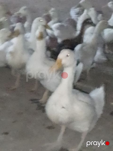 Ağ ördək sürüsü - Cins: ağ ev ördəyi (Pekin tipli) - Rəng: tam ağ — Şirvan