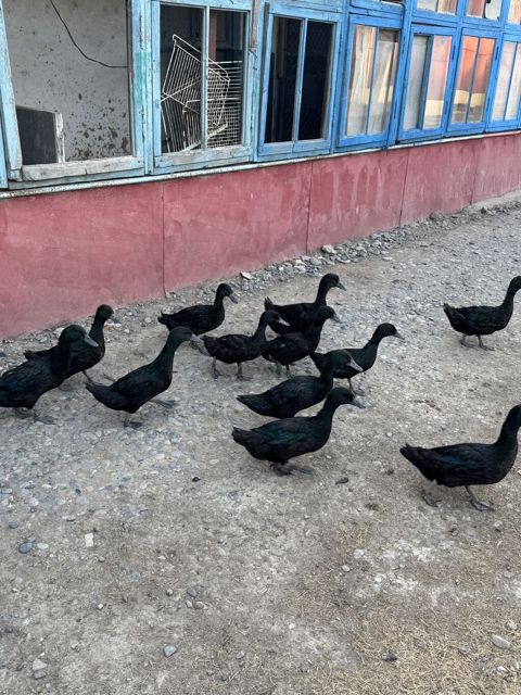 Kayuqa ördəkləri satılır 0553340959 — Cəlilabad