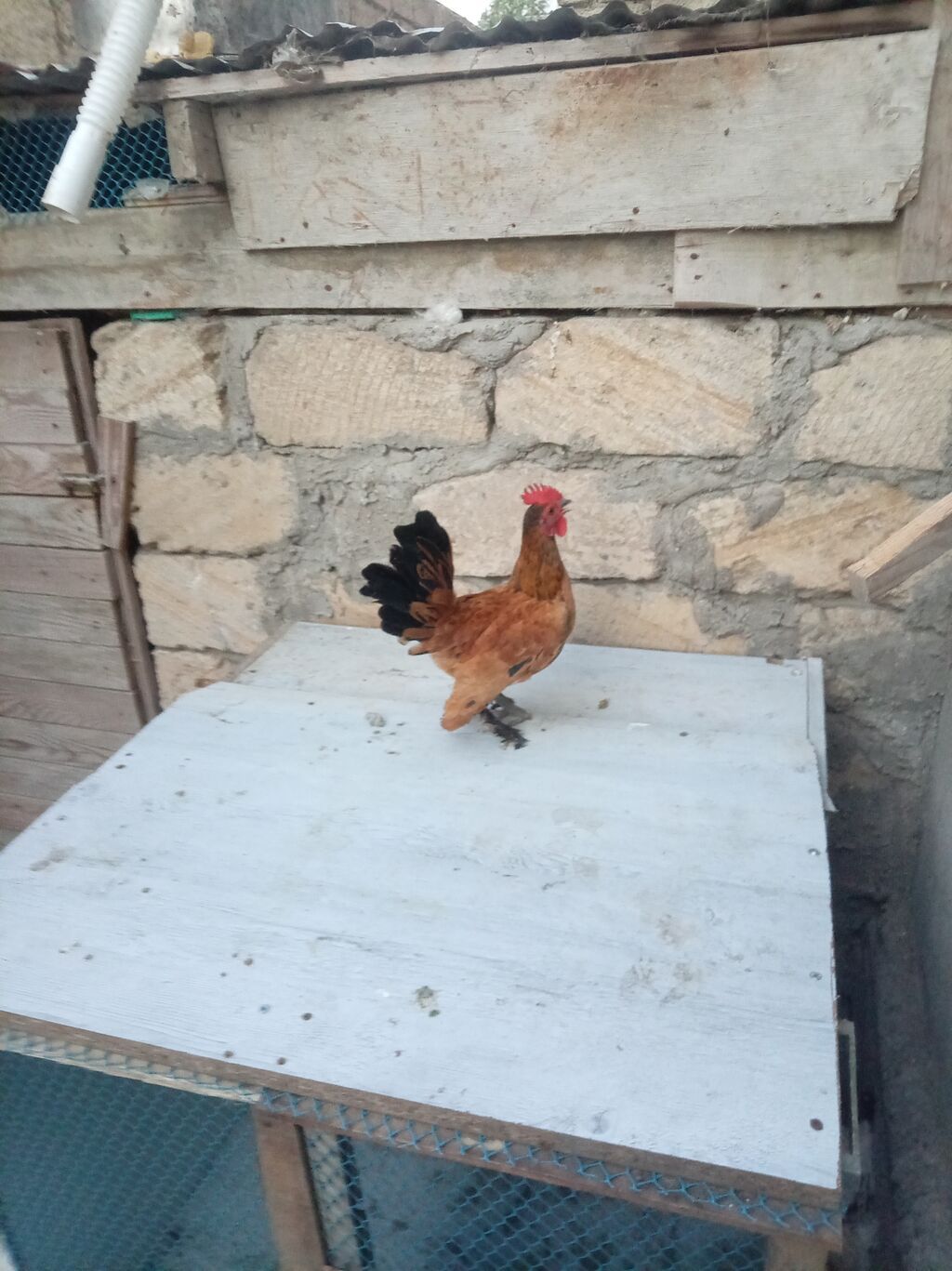 Toyuq, Damazlıq — Heyvanlar, Sumqayıt (2)