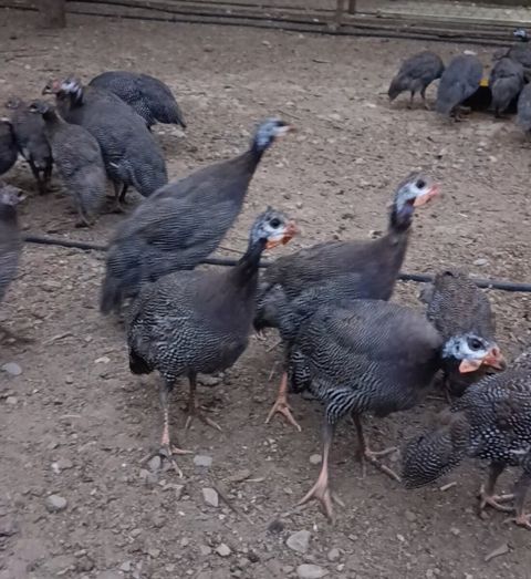 Firəng toyuqları — Bakı