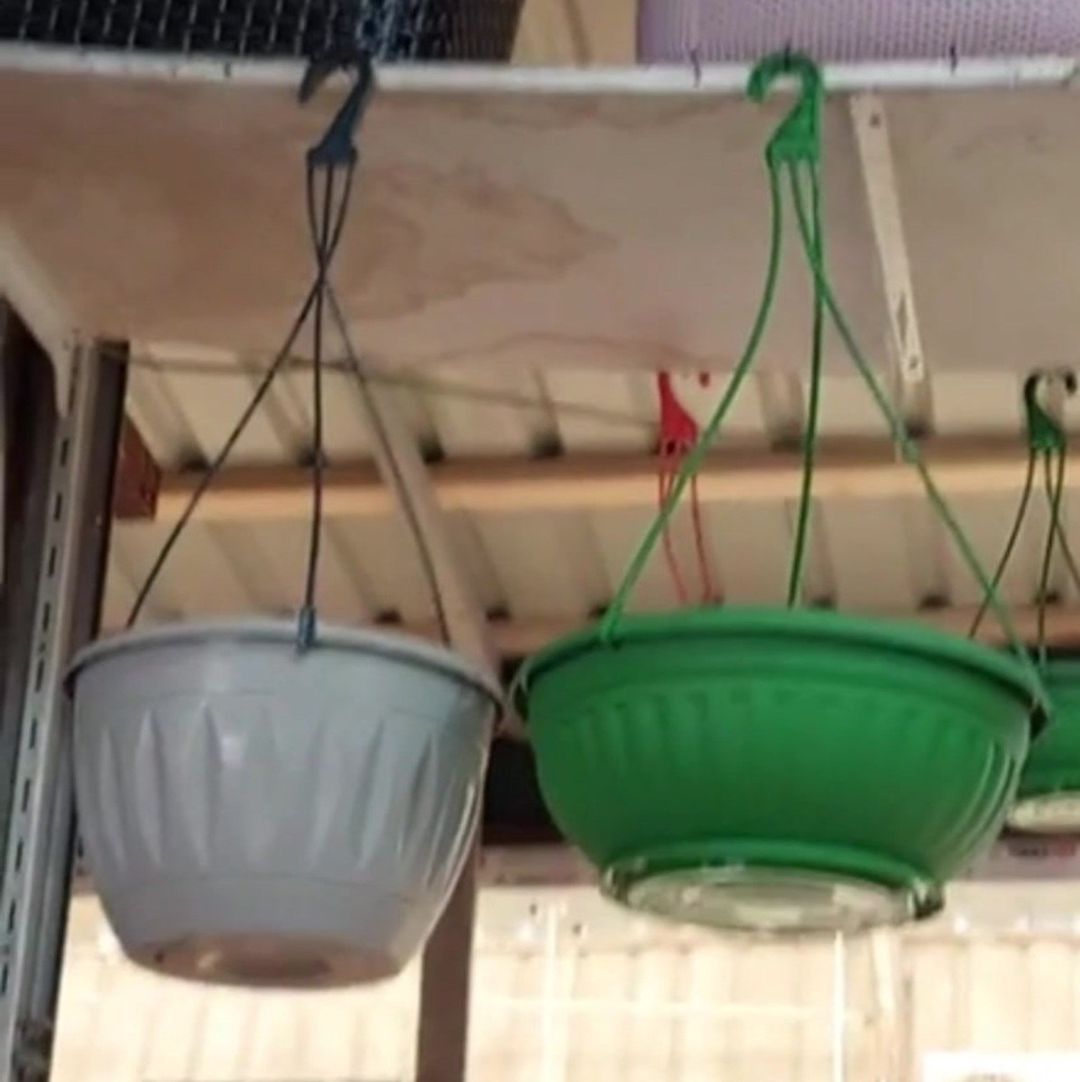 Plastik asılqanlı dibçəklər — Bitkilər, Bakı (6)