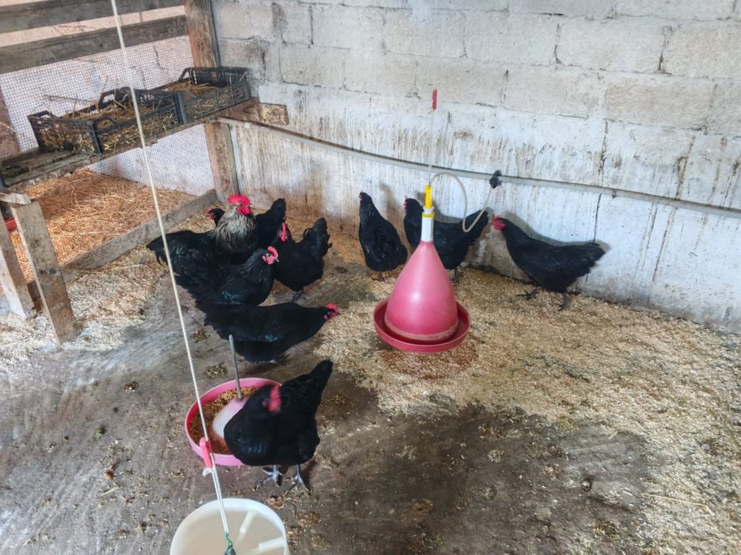 Avstralorp cücələri — Quşlar, Bakı (12)