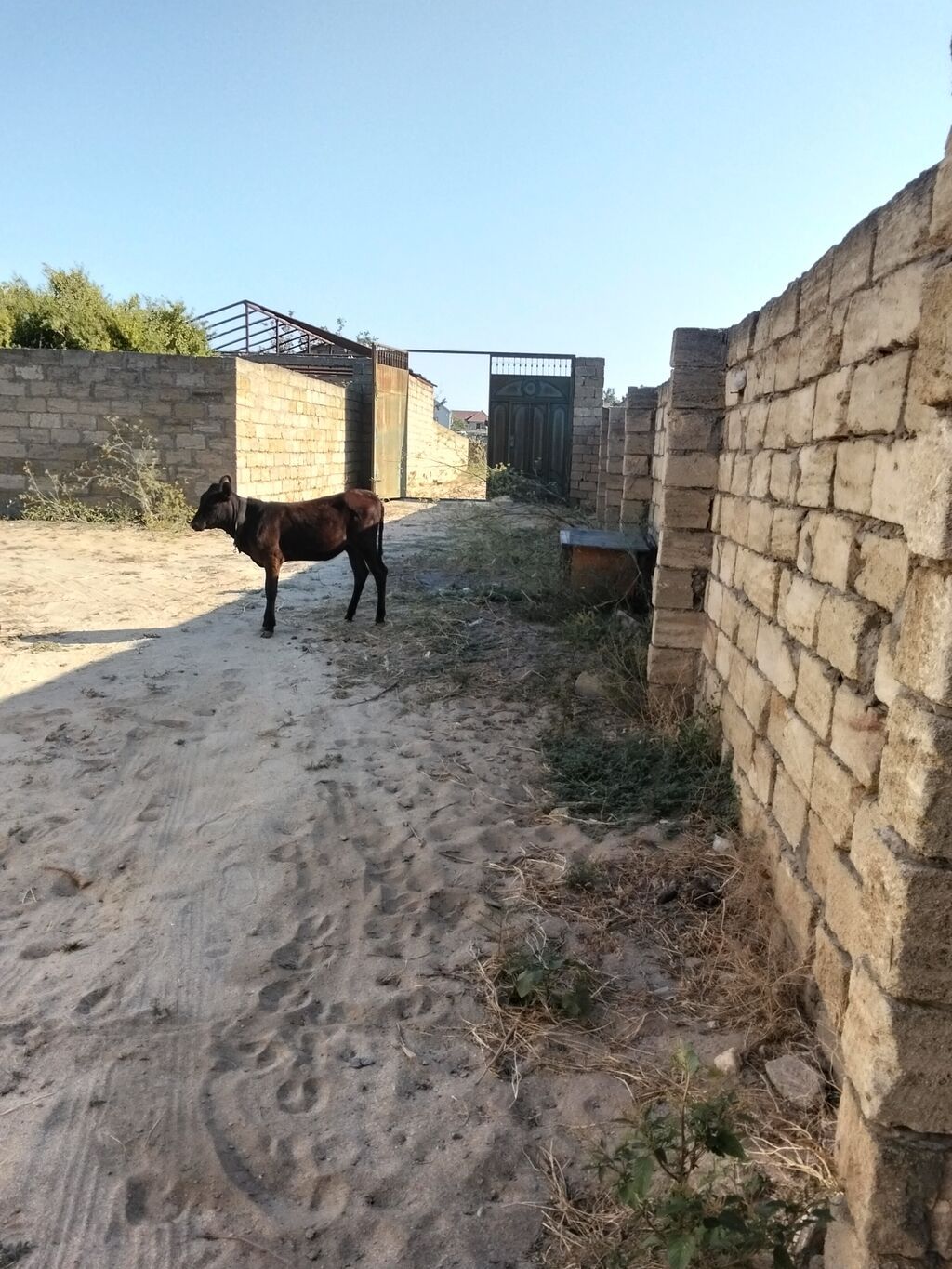 Satılır: 5 ayliq dışı anqus - Cins: yerli qarışıq (qara-qəhvəyi — Heyvanlar, Digah (3)