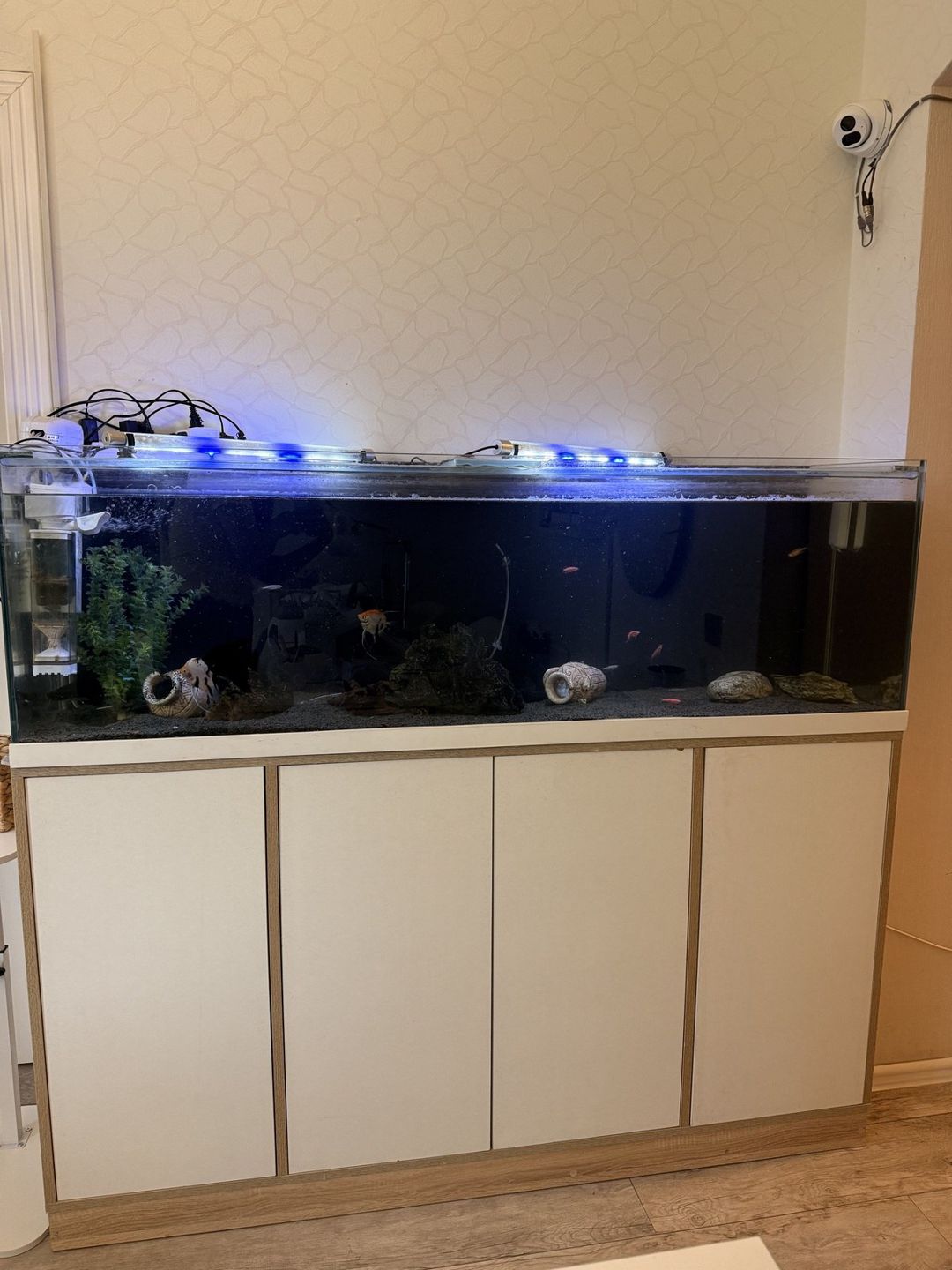Akvarium — Akvariumlar və balıqlar, Bakı (3)