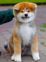 Akita-inu — Nicat