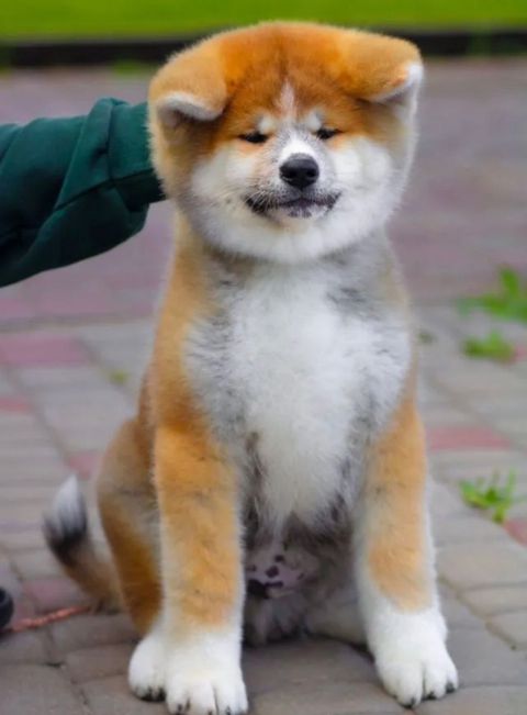 Akita-inu — Bakı