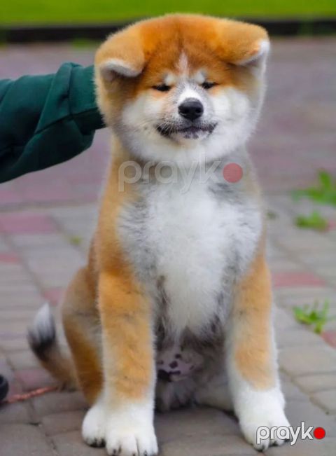 Akita-inu — Bakı