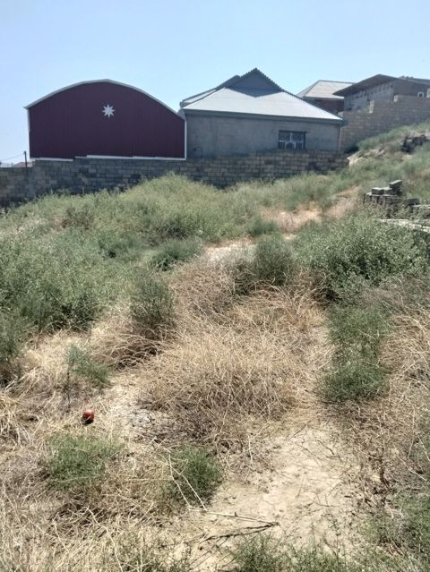 Tikinti