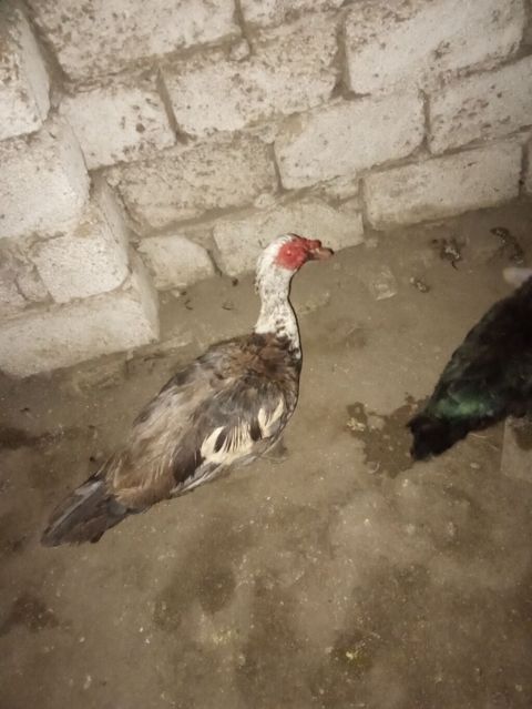 Macar ağ baş erkey 6kilo eti var qan barterbasqa erkey pula. satiram — Digah