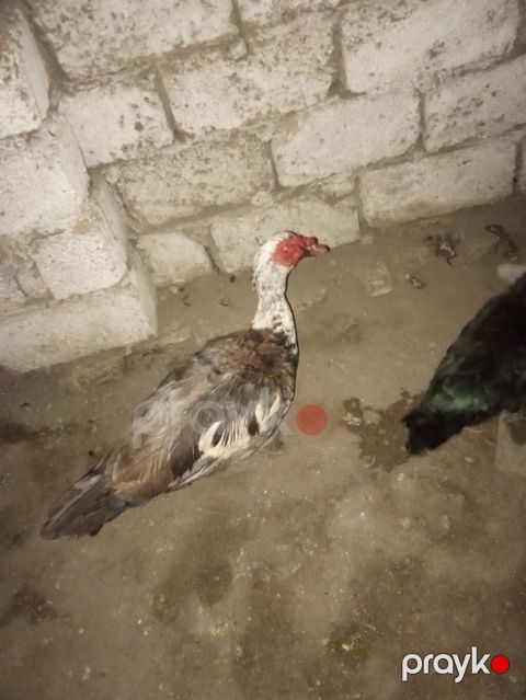 Macar ağ baş erkey 6kilo eti var qan barterbasqa erkey pula. satiram — Digah