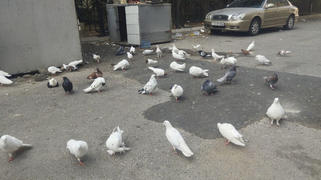 Göyərçinlər — Quşlar, Bakı (3)