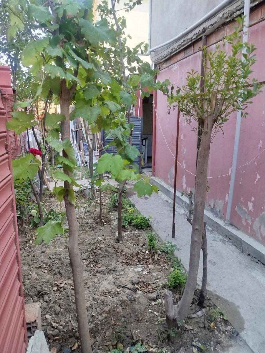 1-otaqlı mənzil kirayə verilir, Baksol yolu, 20 m² — Mənzil, Bakı (5)